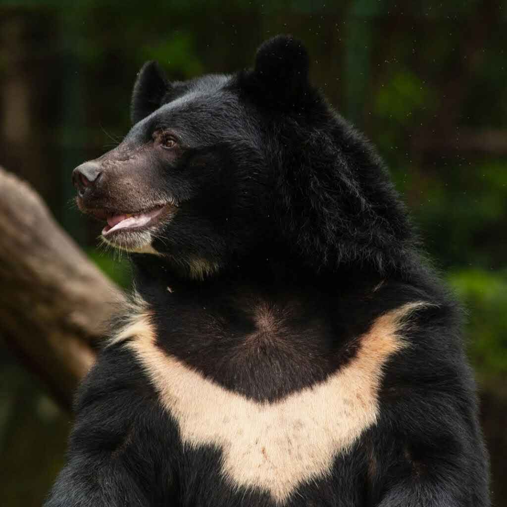 An Asiatic Black Bear illustration in their habitat