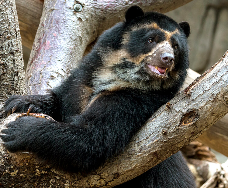 An Andean Bear illustration in their habitat