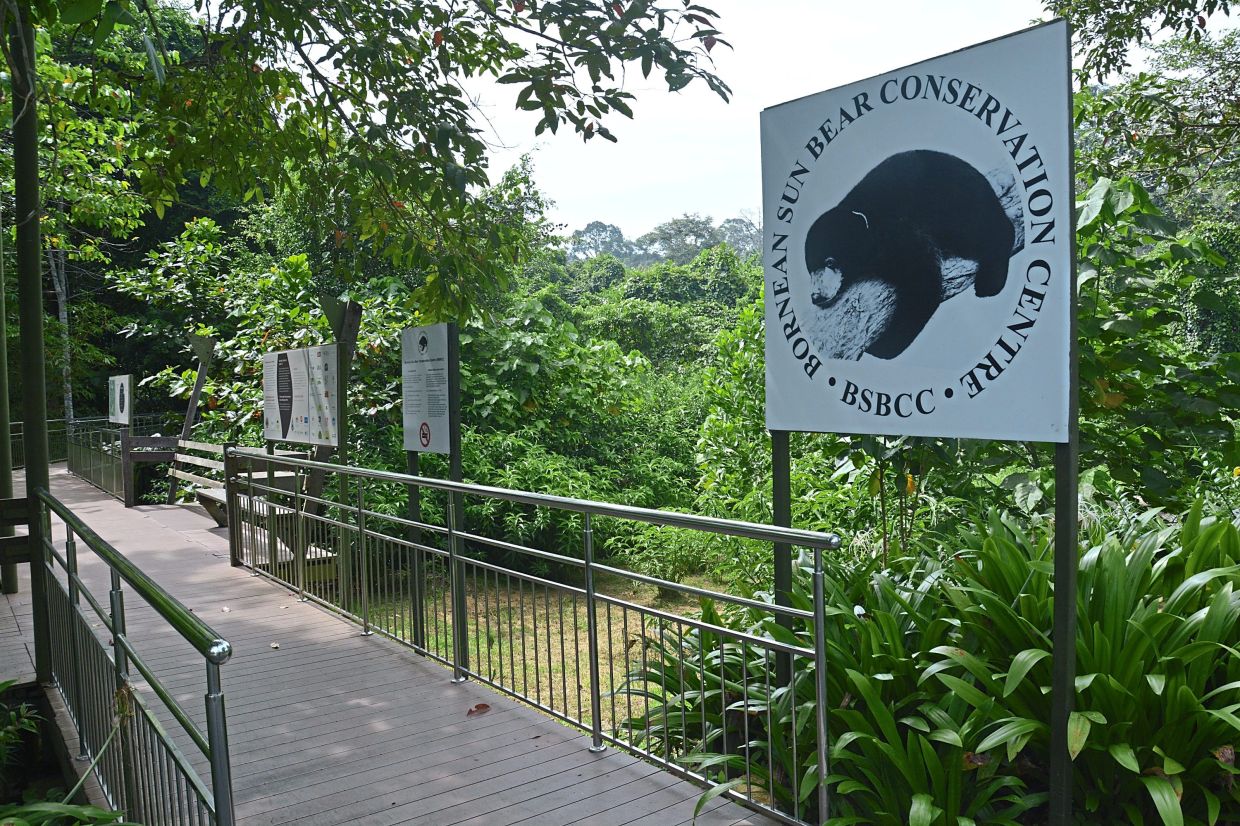 Bear Conservation Groups