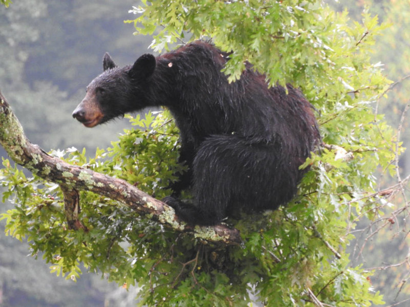 A Black Bear illustration in their habitat