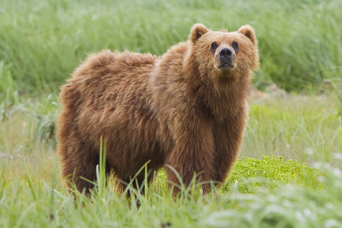 A Brown Bear illustration in their habitat