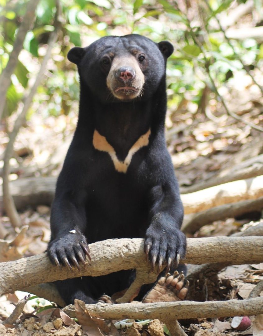 A Sun Bear illustration in their habitat