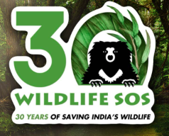 Logo of Wildlife SOS