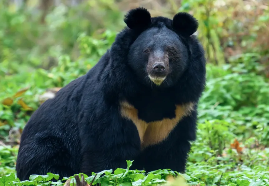 Asiatic Black Bear's Natural Habitat