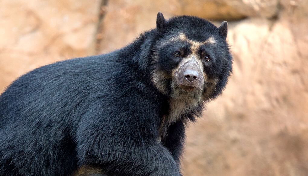 An Andean Bear in their natural habitat