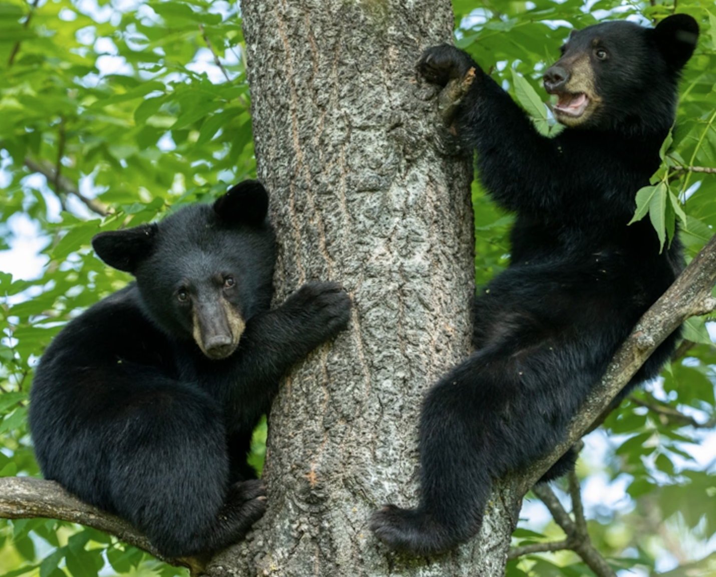 A Black Bear in their natural habitat