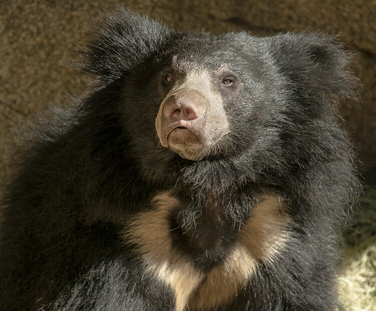 Sloth Bear's Natural Habitat